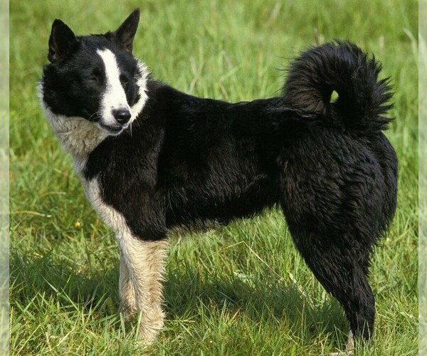 Medium Photo #1 Tahltan Bear Dog Dog Breed