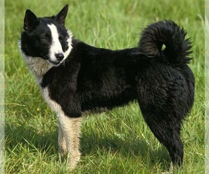 Image of Tahltan Bear Dog breed