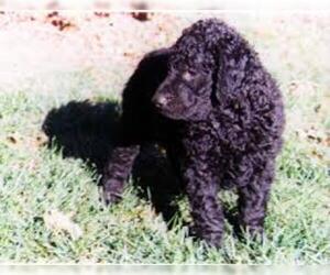 Small #1 Breed Curly Coated Retriever image