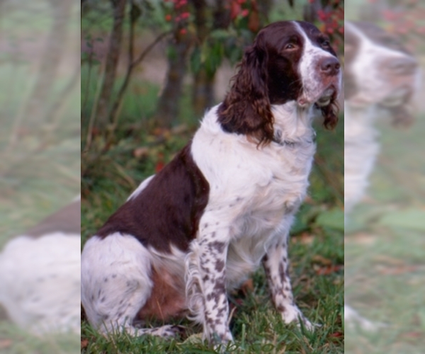 Image of French Spaniel Breed