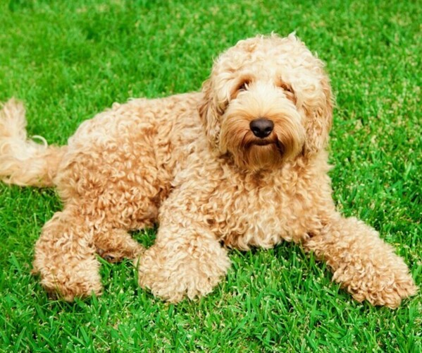 Miniature Labradoodle