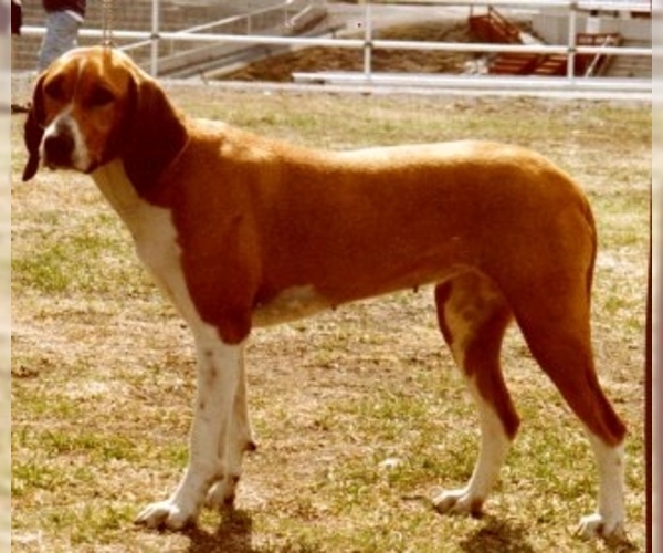Image of Hygenhund Breed