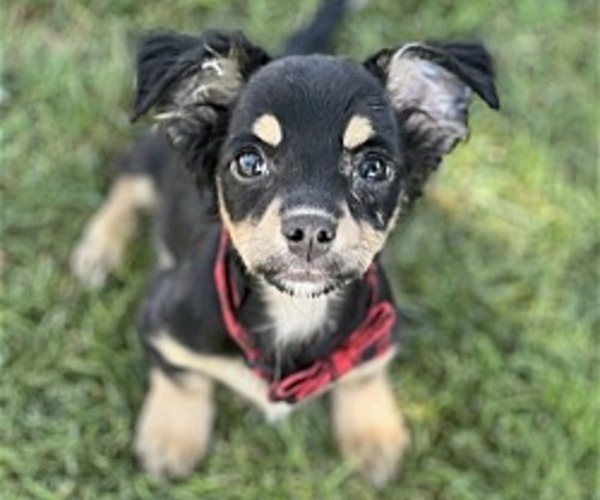 Medium Photo #1 Papi-Pin Dog Breed