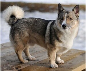 Image of Horgi breed