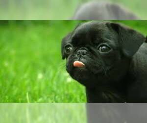 Small #10 Breed Pug image