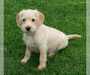 Image of Schnocker breed