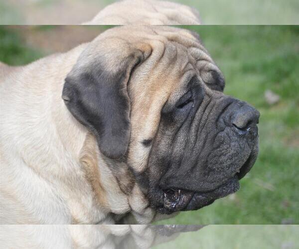 Mastiff