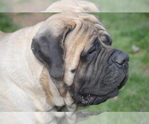 Photo of Mastiff