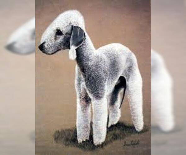 Medium Photo #6 Bedlington Terrier Dog Breed