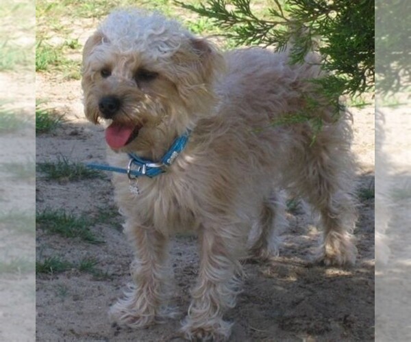 Medium Photo #1 Silkypoo Dog Breed