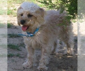 Samll image of Silkypoo