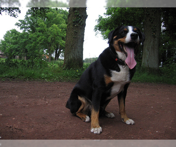 Full screen Photo #4 Appenzeller Sennenhund Dog Breed