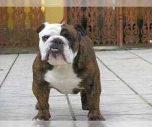 Small #5 Breed French Bulldog image
