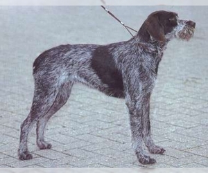 Samll image of Bohemian Wire-haired Pointing Griffon