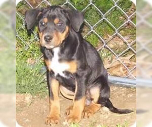 Medium Photo #5 Black and Tan Coonhound Dog Breed