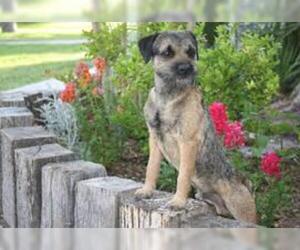 Small #1 Breed Border Terrier image
