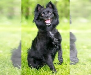 Image of Schipper-Poo breed