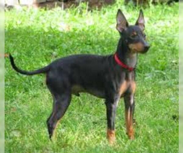 Medium Photo #7 Manchester Terrier (Standard) Dog Breed
