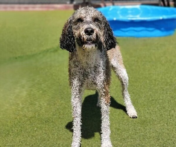 Medium Photo #1 Poo-nese Dog Breed