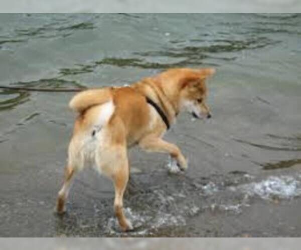 Medium Photo #5 Shiba Inu Dog Breed