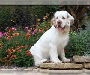 Small #4 Breed Clumber Spaniel image
