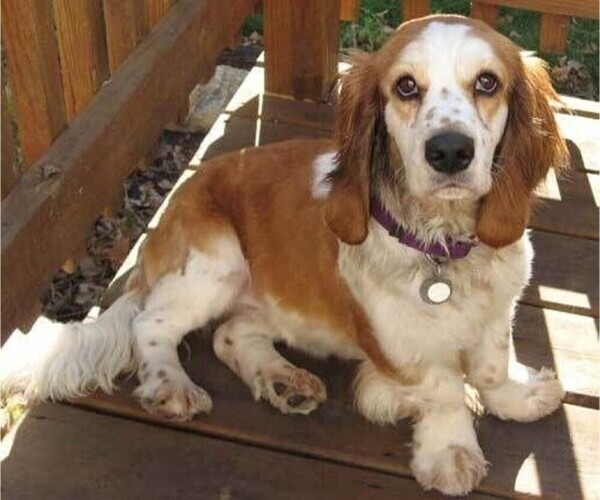 Medium Photo #1 Cocker Basset Dog Breed