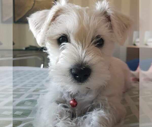 Medium Photo #1 Wauzer Dog Breed