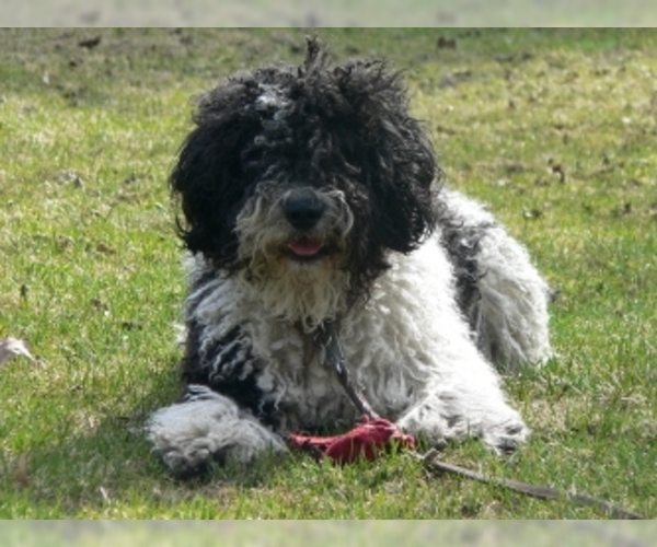 Spanish Water Dog