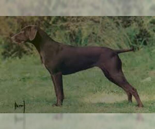 Medium Photo #6 German Shorthaired Pointer Dog Breed