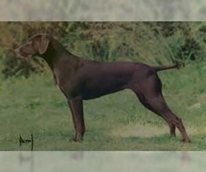 Small #5 Breed German Shorthaired Pointer image