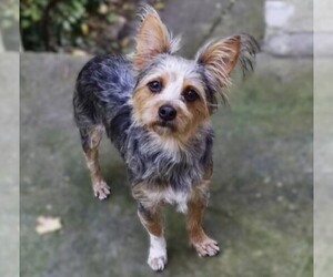 Image of Silkyhuahua breed