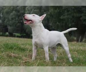 Small #1 Breed Miniature Bull Terrier image