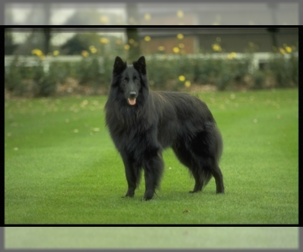 Image of Belgian Sheepdog Breed