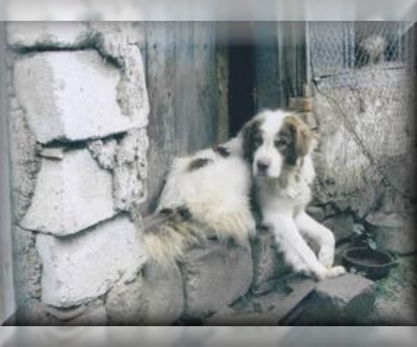 Karakachan Dog Breed Image