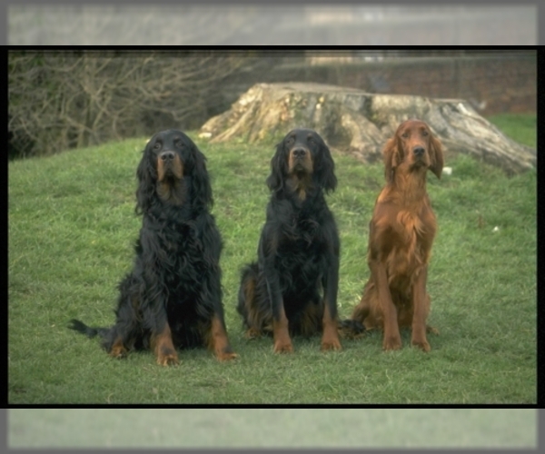 Gordon Setter Dog Breed Image