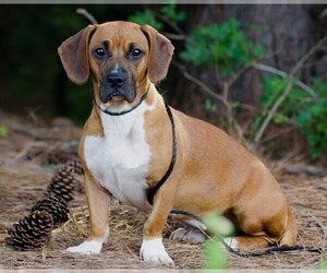 Image of Bassetoxer breed