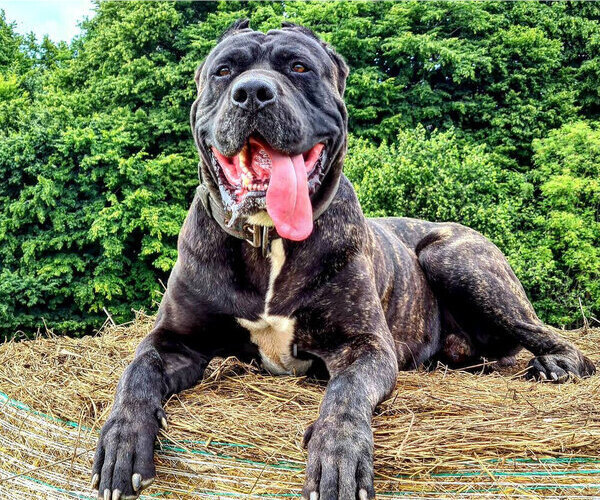 American Bandogge mastiff