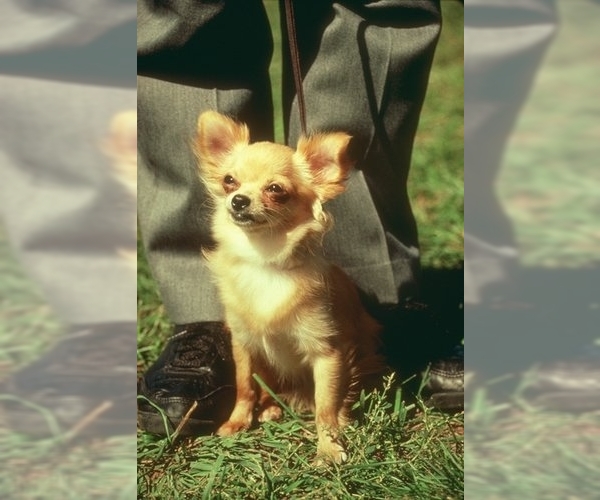 Medium Photo #2 Chihuahua Dog Breed