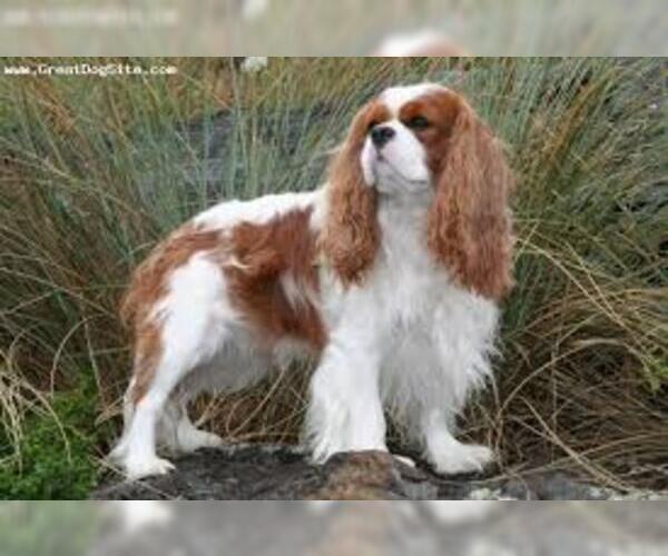 Medium Photo #6 Cavalier King Charles Spaniel Dog Breed