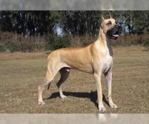 Small #1 Breed Great Dane image