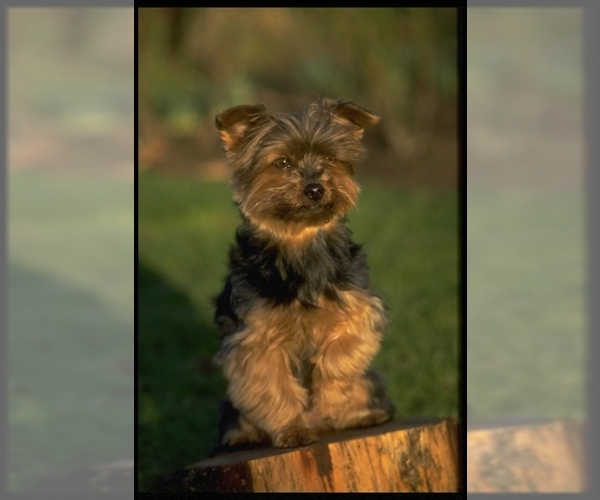 Yorkshire Terrier Dog Breed Image