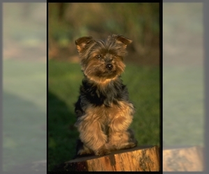 Image of Yorkshire Terrier breed