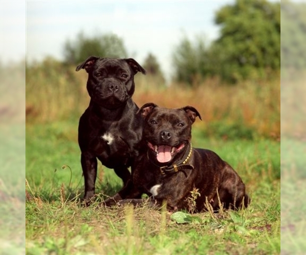 Image of Staffordshire Bull Terrier Breed