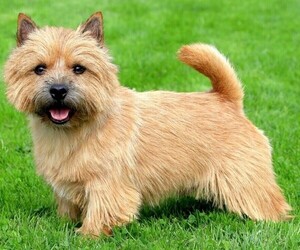 Image of Norwich De Tulear breed