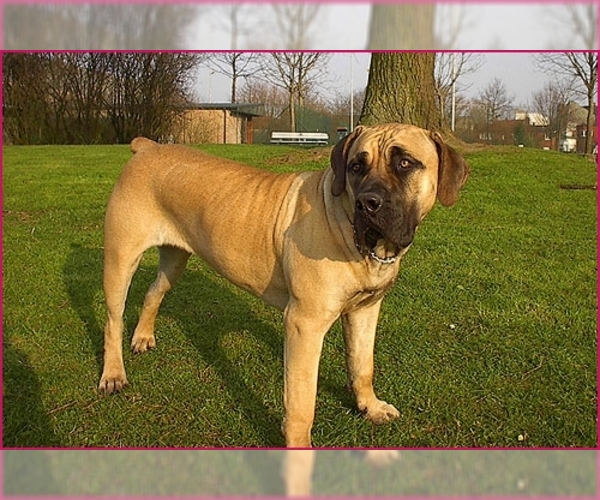 Medium Photo #1 Boerboel Dog Breed