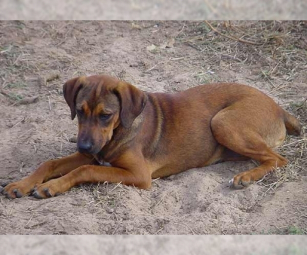 Medium Photo #1 Mountain Cur Dog Breed