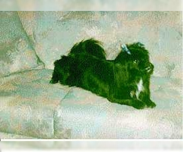 Lhasanese Dog Breed Image