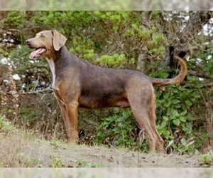 Image of Schiller Hound breed