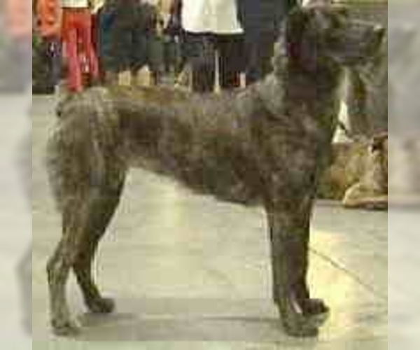 Image of Azores Cattle Dog Breed