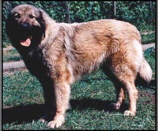 Medium Photo #1 Sarplaninac (Illyrian Sheepdog ) Dog Breed